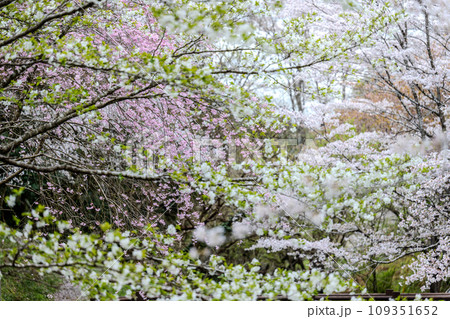 うららかな春の季節に映える桜の花 (観光スポット 立田自然公園)(熊本市中央区黒髪) うららかな春の季節に映える桜の花 (観光スポット 立田自然公園)(熊本市中央区黒髪) 109351652