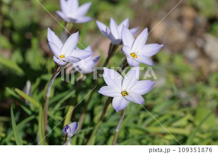 春のハナニラ 109351876