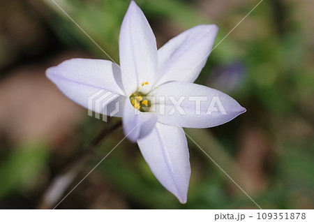 ハナニラの花 109351878