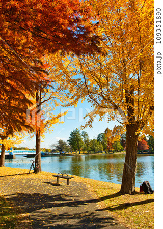 晩秋の水元公園 水元大橋と紅葉の風景 晩秋の水元公園 水元大橋と紅葉の風景 109351890