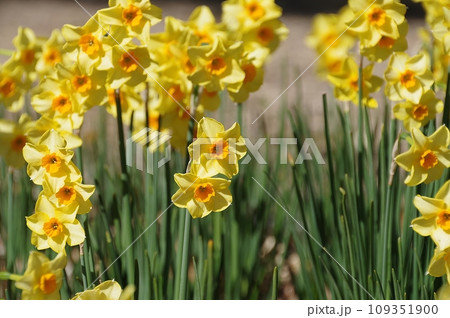 公園の黄色い水仙 109351900