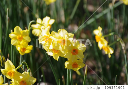 黄色い水仙 109351901