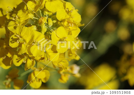 菜の花 109351908