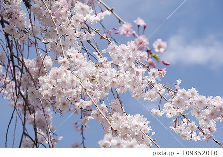 枝垂桜 枝垂桜 109352010