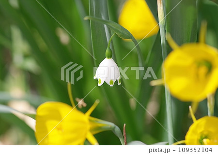 スノーフレーク スノーフレーク 109352104