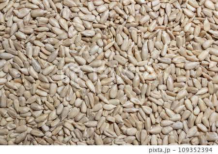 Peeled Sunflower Seeds Background Peeled Sunflower Seeds Background 109352394