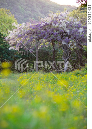 兵庫県淡路島 諭鶴羽ダム公園の運動広場に咲く藤の花 兵庫県淡路島 諭鶴羽ダム公園の運動広場に咲く藤の花 109352431