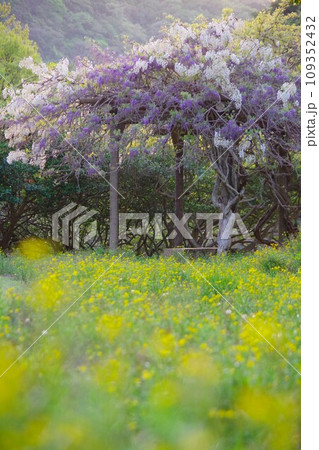 兵庫県淡路島　諭鶴羽ダム公園の運動広場に咲く藤の花 109352432