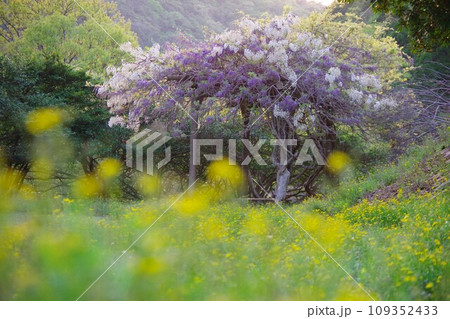 兵庫県淡路島　諭鶴羽ダム公園の運動広場に咲く藤の花 109352433