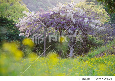 兵庫県淡路島 諭鶴羽ダム公園の運動広場に咲く藤の花 兵庫県淡路島 諭鶴羽ダム公園の運動広場に咲く藤の花 109352434