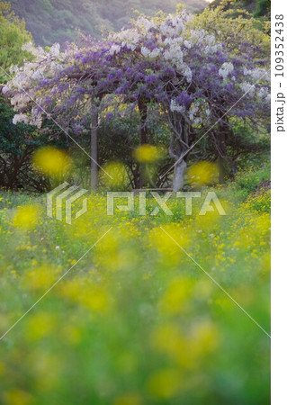 兵庫県淡路島 諭鶴羽ダム公園の運動広場に咲く藤の花 兵庫県淡路島 諭鶴羽ダム公園の運動広場に咲く藤の花 109352438