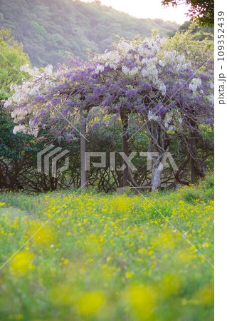 兵庫県淡路島　諭鶴羽ダム公園の運動広場に咲く藤の花 109352439