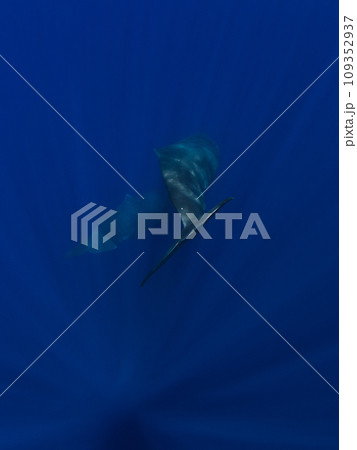 Tails of sperm whales in deep blue ocean Tails of sperm whales in deep blue ocean 109352937