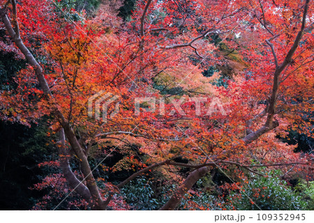 秋山の見事な紅葉 秋山の見事な紅葉 109352945