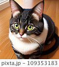 様子を伺う猫 109353183