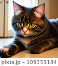 伏せている猫 109353184