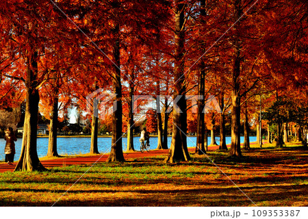 晩秋の水元公園 紅葉したメタセコイア並木道の風景 晩秋の水元公園 紅葉したメタセコイア並木道の風景 109353387