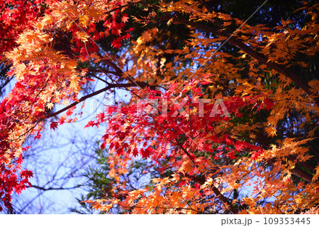甲斐武田氏の菩提寺-恵林寺 109353445