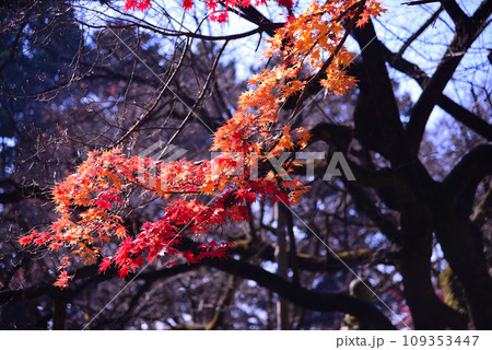 甲斐武田氏の菩提寺-恵林寺 甲斐武田氏の菩提寺-恵林寺 109353447