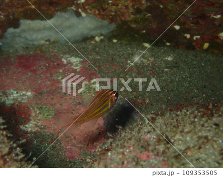 水中写真 109353505