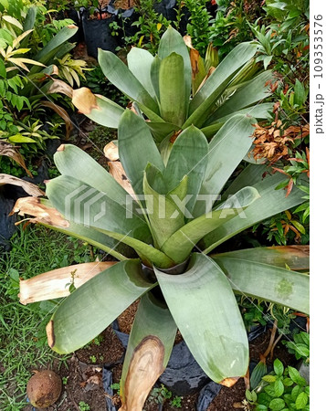 Close up of imperial bromeliad plant  109353576