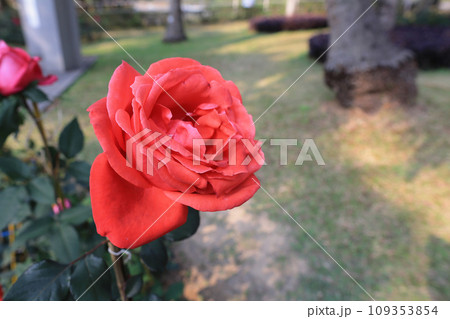 a Close up of rose flower, garden rose a Close up of rose flower, garden rose 109353854