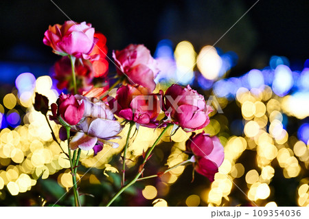 びわこ大津館のイルミネーション びわこ大津館のイルミネーション 109354036