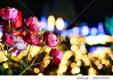 びわこ大津館のイルミネーション びわこ大津館のイルミネーション 109354037