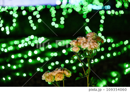 びわこ大津館のイルミネーション びわこ大津館のイルミネーション 109354060