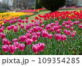 チューリップ畑の中に咲くピンクのチューリップ 109354285