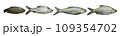 Several fresh silver fish, on a white background 109354702