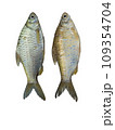 Barbonymus goninotus before and after scales, on a white background 109354704