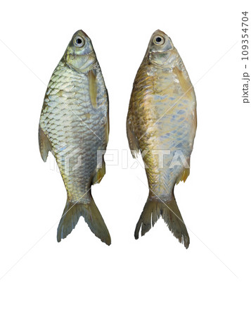 Barbonymus goninotus before and after scales, on a white background 109354704