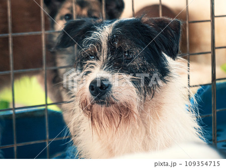 Sad dog in shelter waiting to be rescued and adopted to new home. Shelter for animals concept 109354715