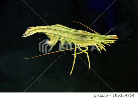 ホッカイエビ ホッカイエビ 109354754