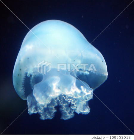 カラージェリー4　スクエア 109355018