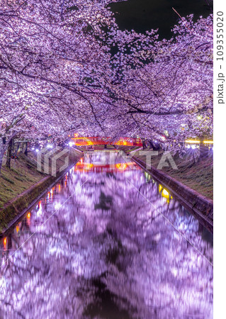 愛知県　五条川の夜桜ライトアップ 109355020