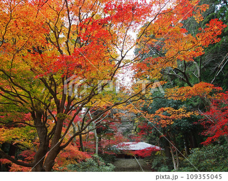紅葉に包まれた室生寺 109355045