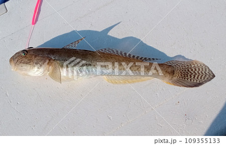 マハゼの釣れたばかりの状態 マハゼの釣れたばかりの状態 109355133