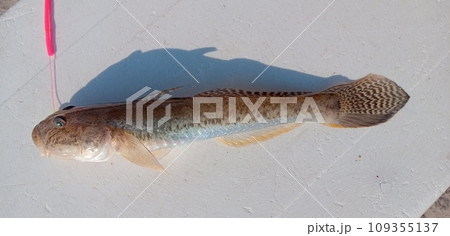 釣り針付きのマハゼ 釣り針付きのマハゼ 109355137