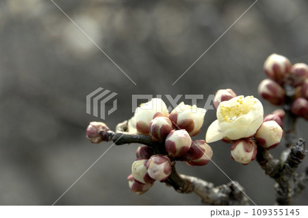 いつか見た梅林公園 109355145