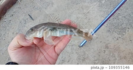 マハゼをキャッチ 109355146