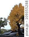 紅葉の京都 109355288