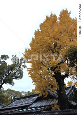 紅葉の京都 109355288