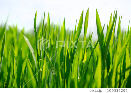 大麦若葉と朝露 109355295