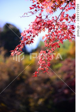 色付いたモミジの葉 色付いたモミジの葉 109355569