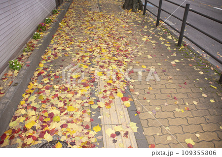 紅葉したポプラの落ち葉が散らばる歩道 109355806
