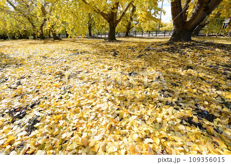 華やかな黄葉(祖父江町ぎんなん) 華やかな黄葉(祖父江町ぎんなん) 109356015