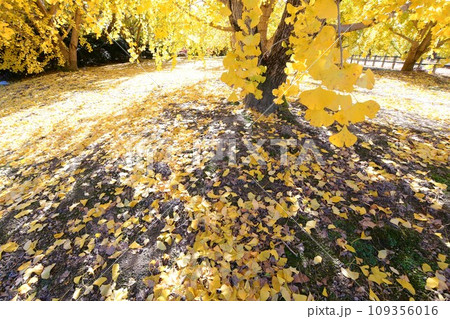 華やかな黄葉(祖父江町ぎんなん) 109356016