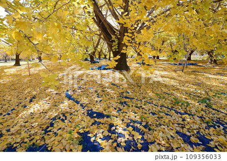 華やかな黄葉(祖父江町ぎんなん) 華やかな黄葉(祖父江町ぎんなん) 109356033